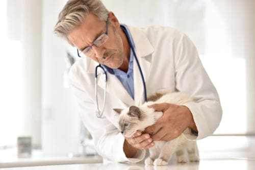 купить диплом ветеринара в Москве